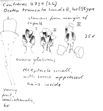 Vorschaubild Ocotea truncata Lundell